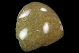 Polished Fossil Coral (Actinocyathus) Head - Morocco #128175-2